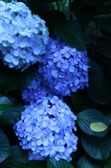 新宿の紫陽花 2