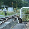 無人駅の猫駅長さん