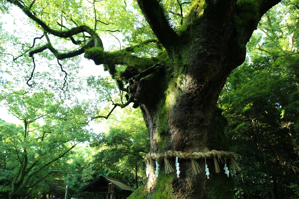 熱田神宮の大楠