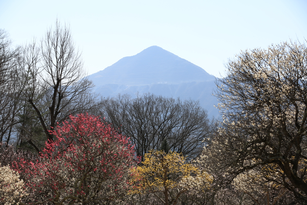 春を告げる