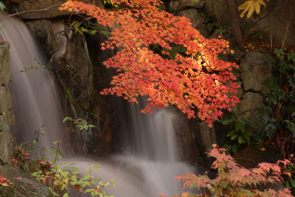 晩秋の紅葉