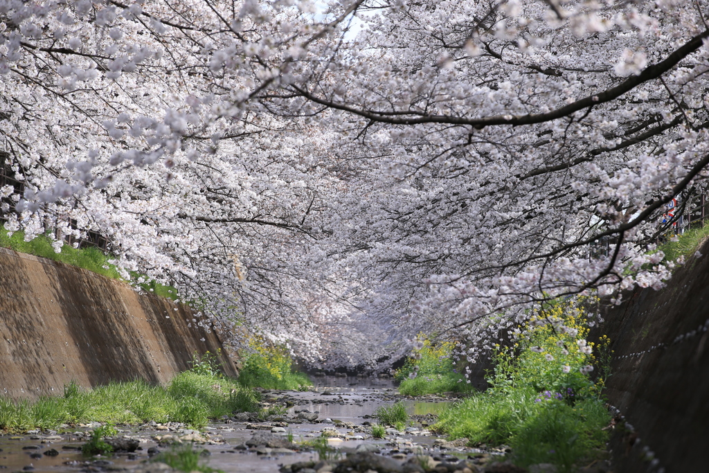 桜のトンネル