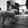 ひがし茶屋街の看板わんこ