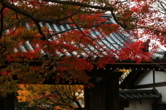 京の紅葉