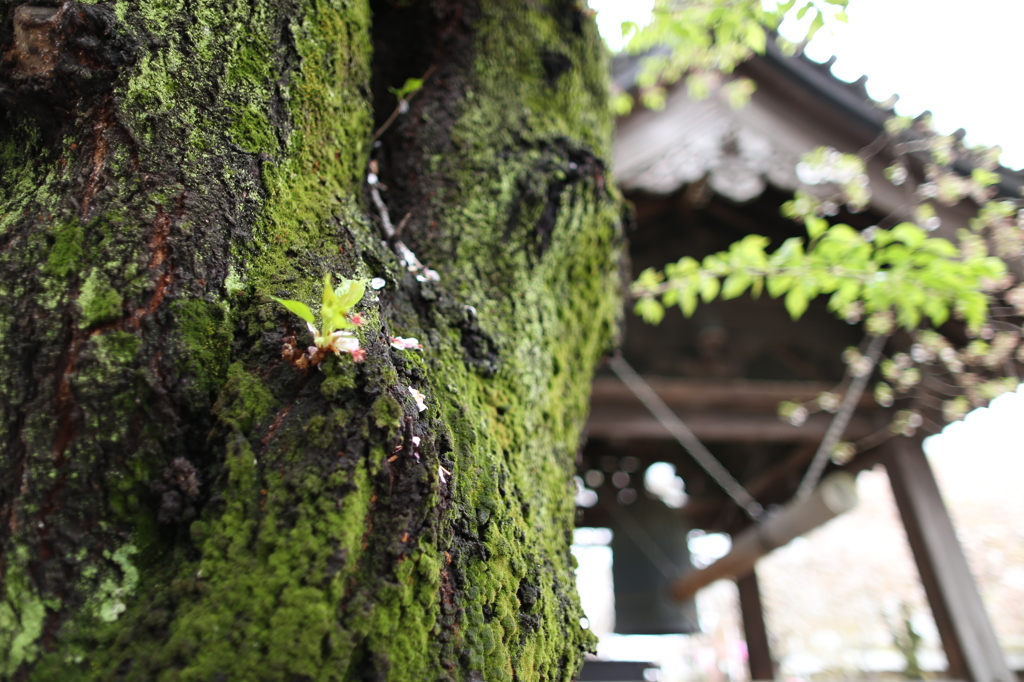 連馨寺の桜