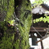 連馨寺の桜