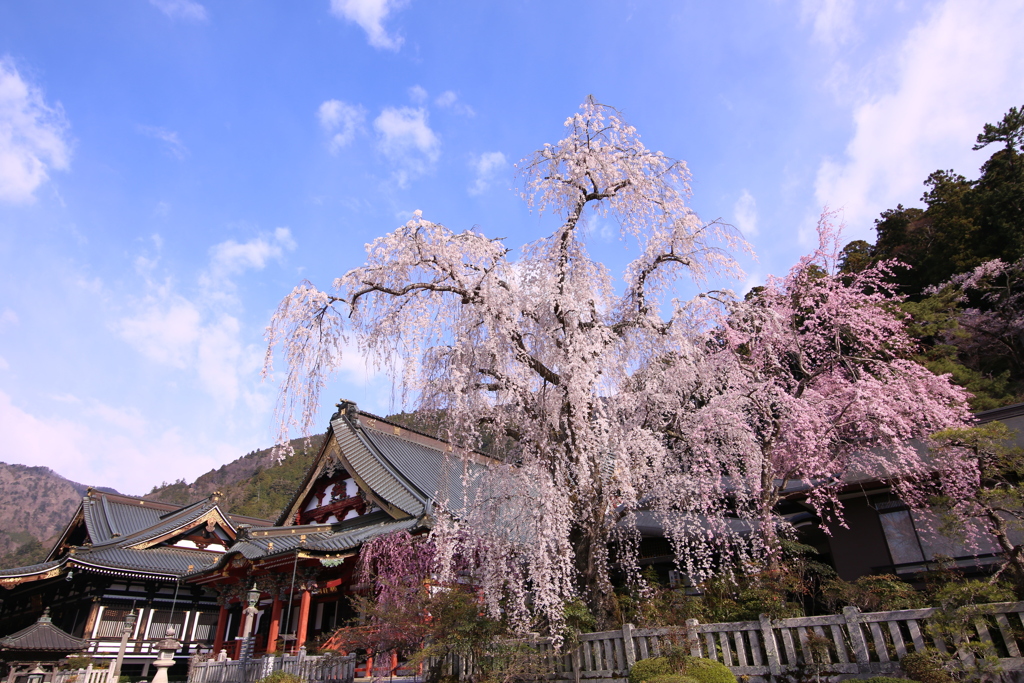 身延山久遠寺の桜