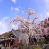 身延山久遠寺の桜