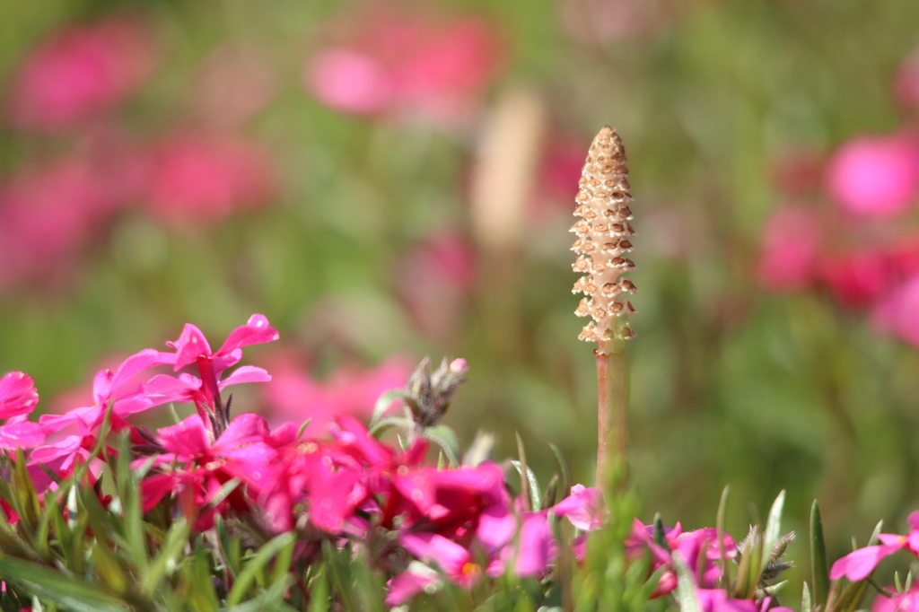 芝桜と土筆