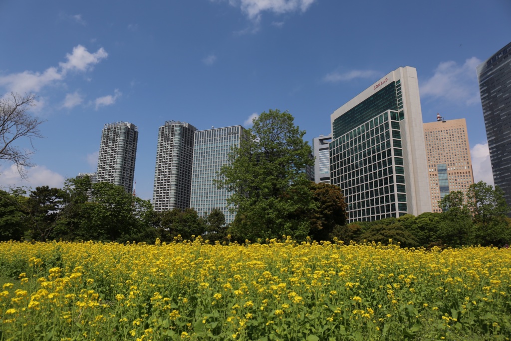 浜離宮恩賜庭園