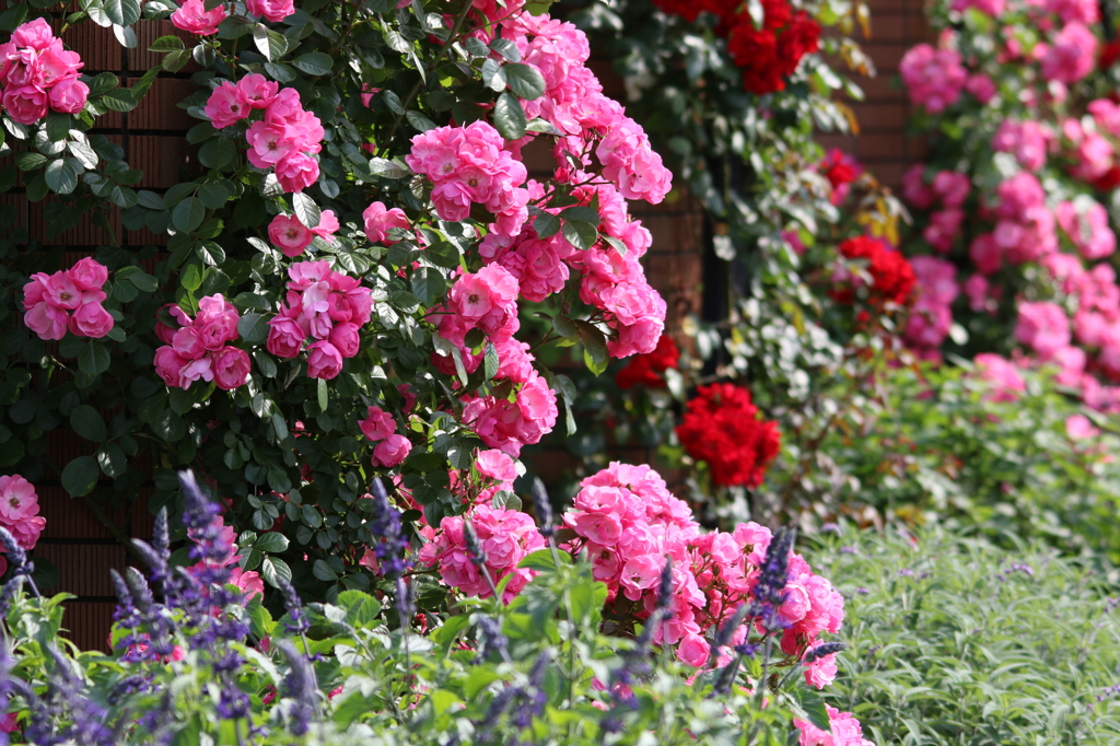 山下公園の花