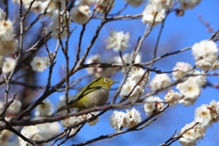 花鳥風月