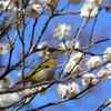 花鳥風月