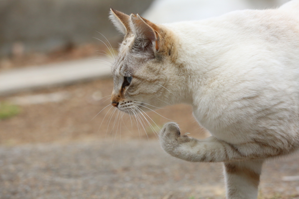 今日はスーパー猫の日