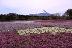 富士芝桜