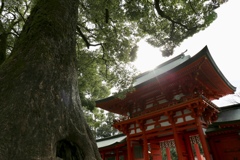 氷川神社の御神木