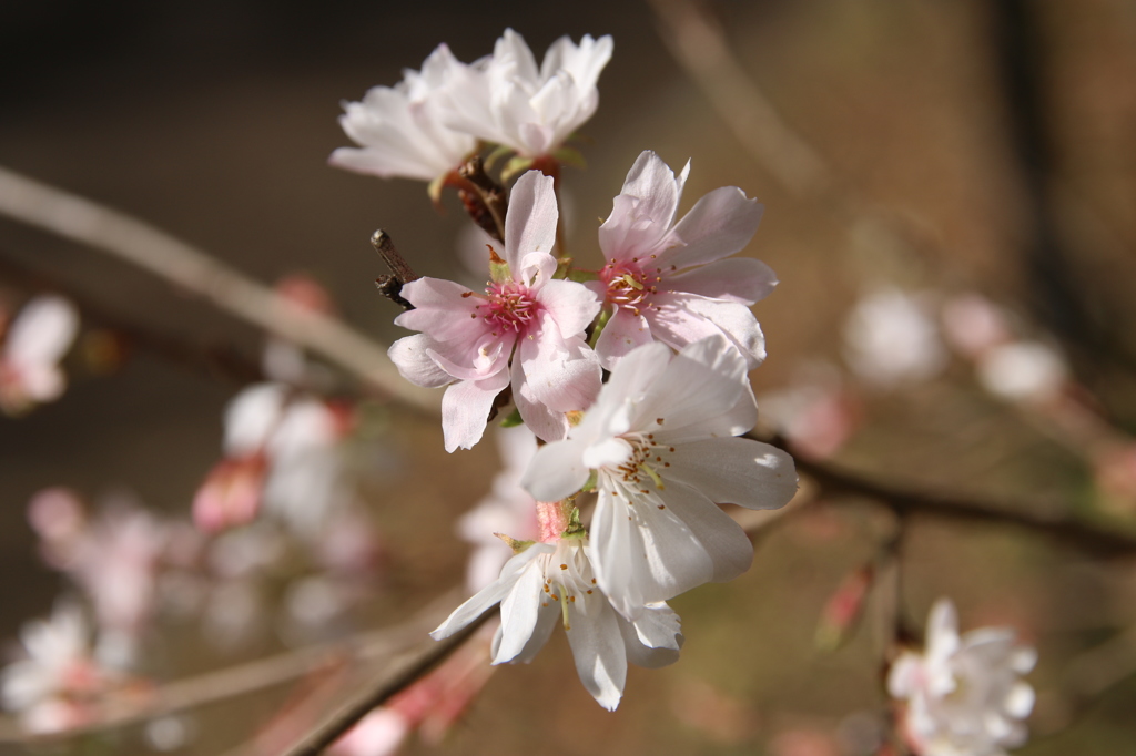 寒緋桜