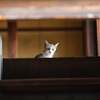 ひょっこり