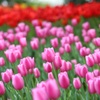 愛の芽生えと愛の告白