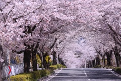 桜のトンネル