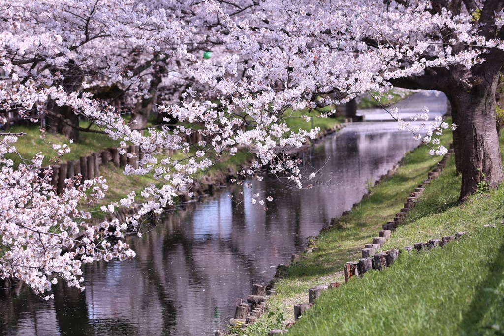 桜吹雪