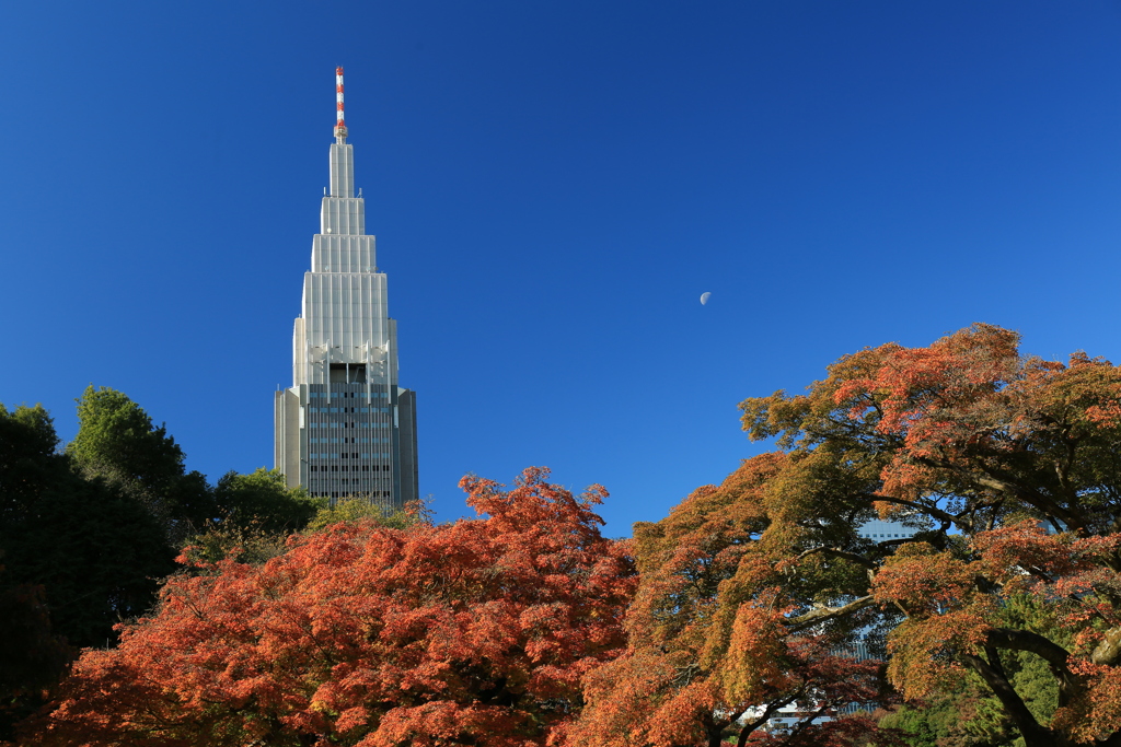 色づく東京