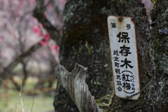 越生の紅梅