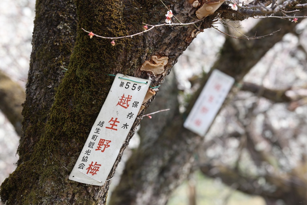 越生野梅