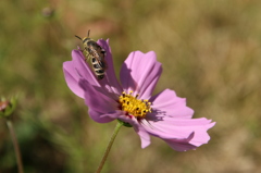 花粉まみれのミツバチ
