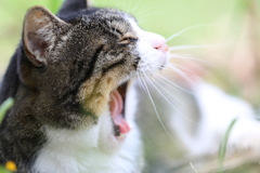 あぁ〜眠い！