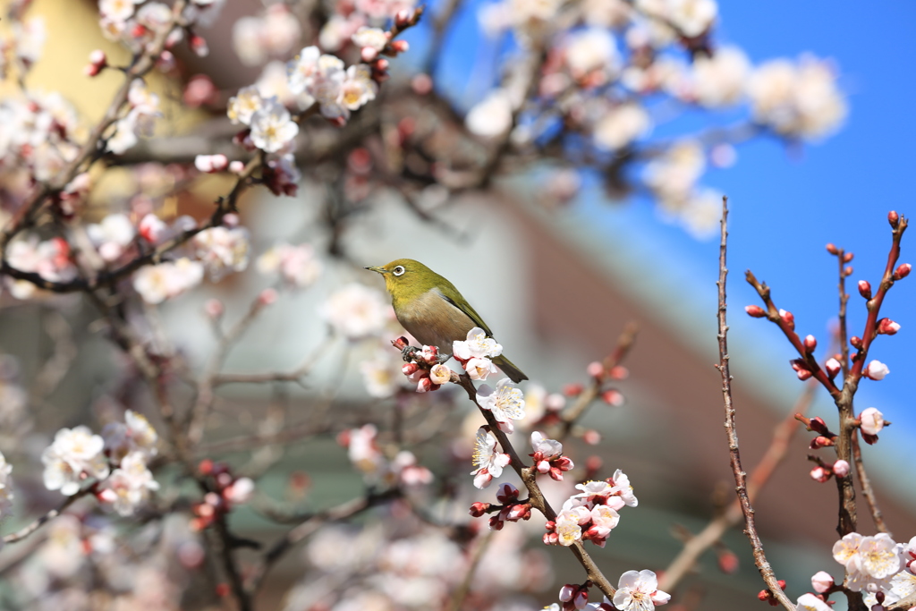 花鳥風月