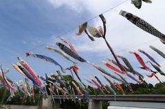 横瀬鯉のぼり祭り