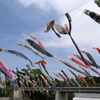 横瀬鯉のぼり祭り