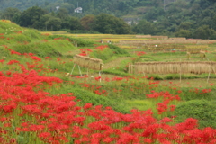 故郷-ふるさと-