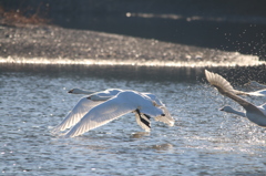 白鳥の離水