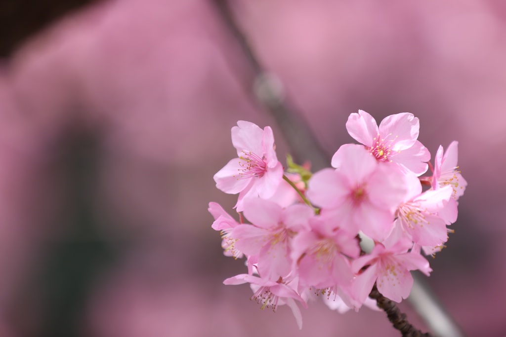 河津桜