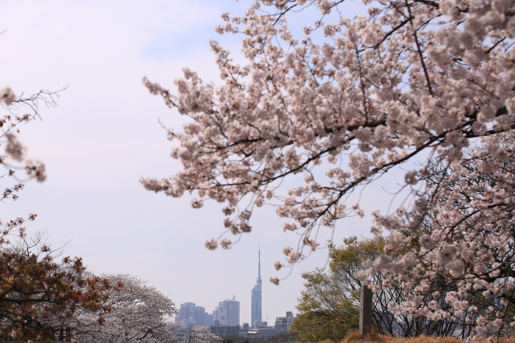 桜と福岡タワー