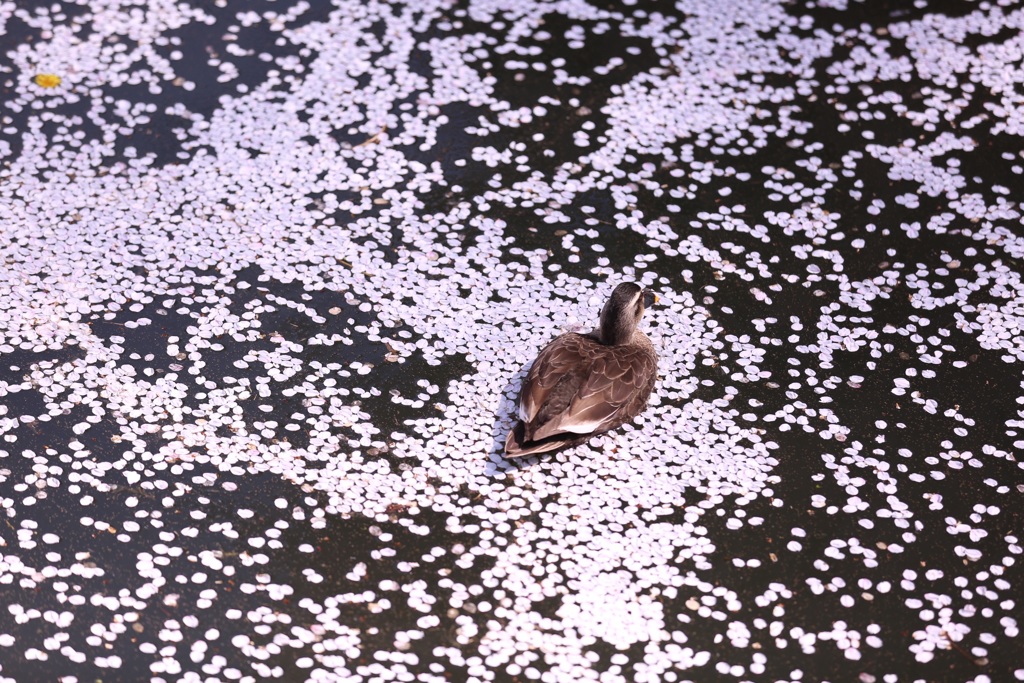 進め！カモさん