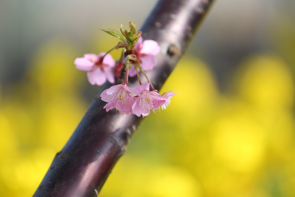 菜の花と河津桜