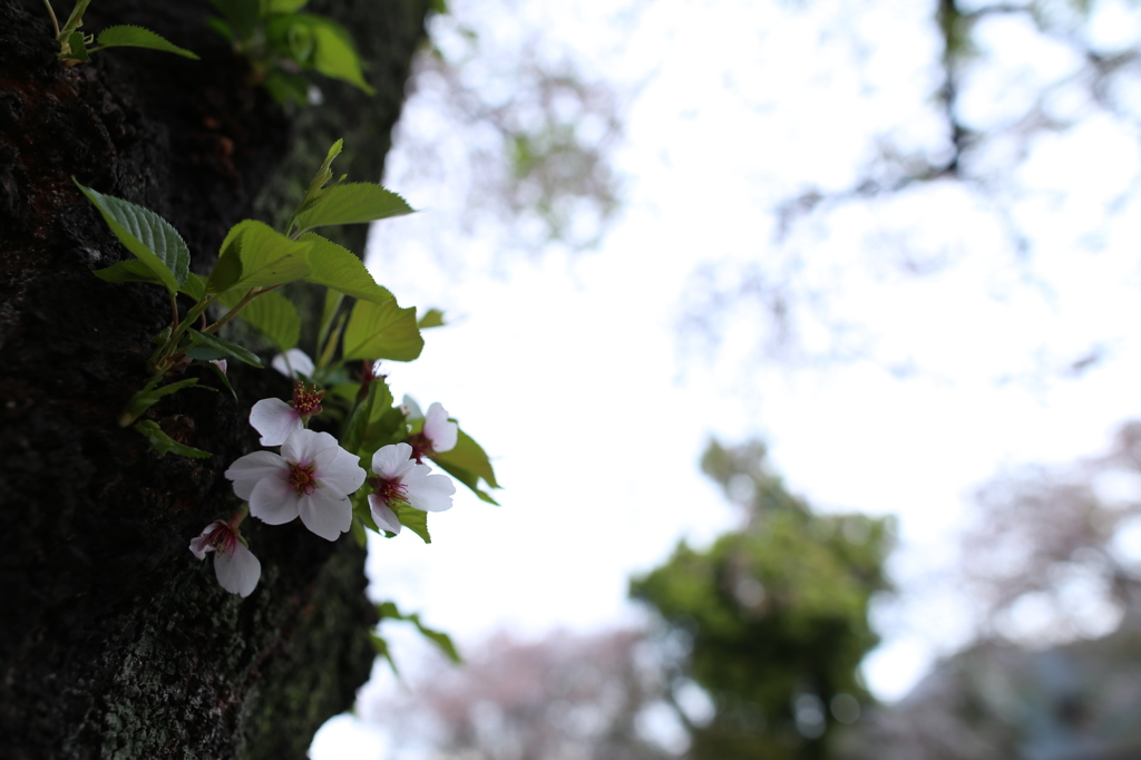 葉桜