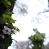 葉桜