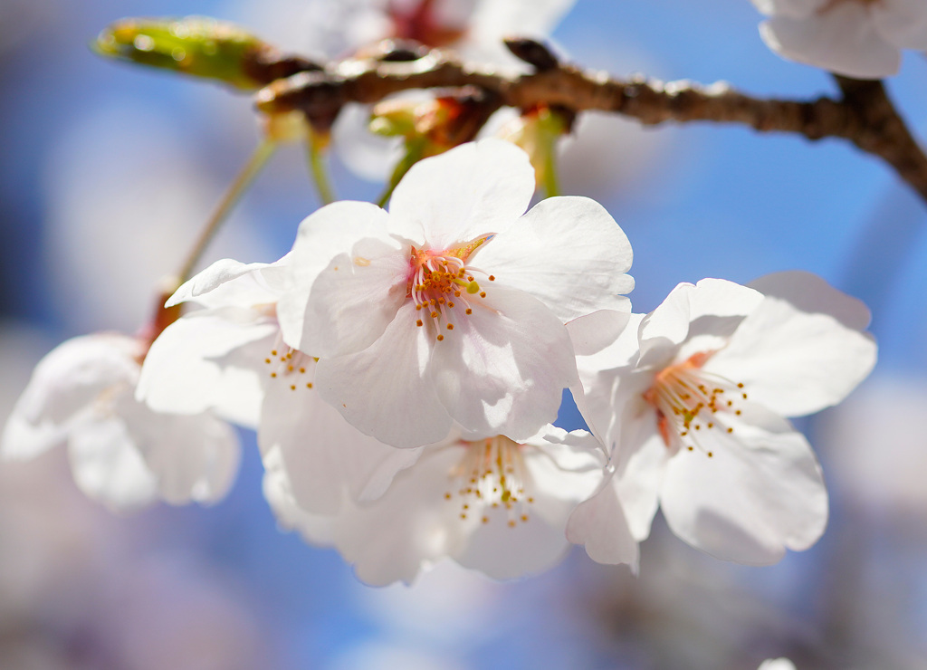 会下谷川の桜