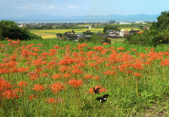 淀江彼岸花の里