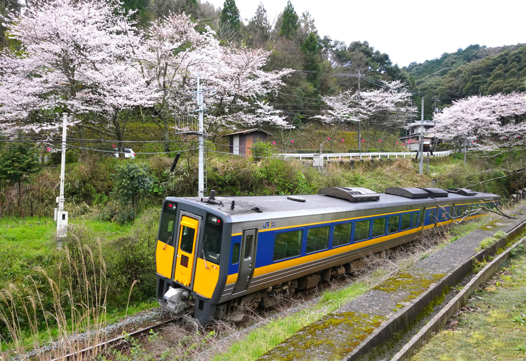 佐美の桜とスーパーおき