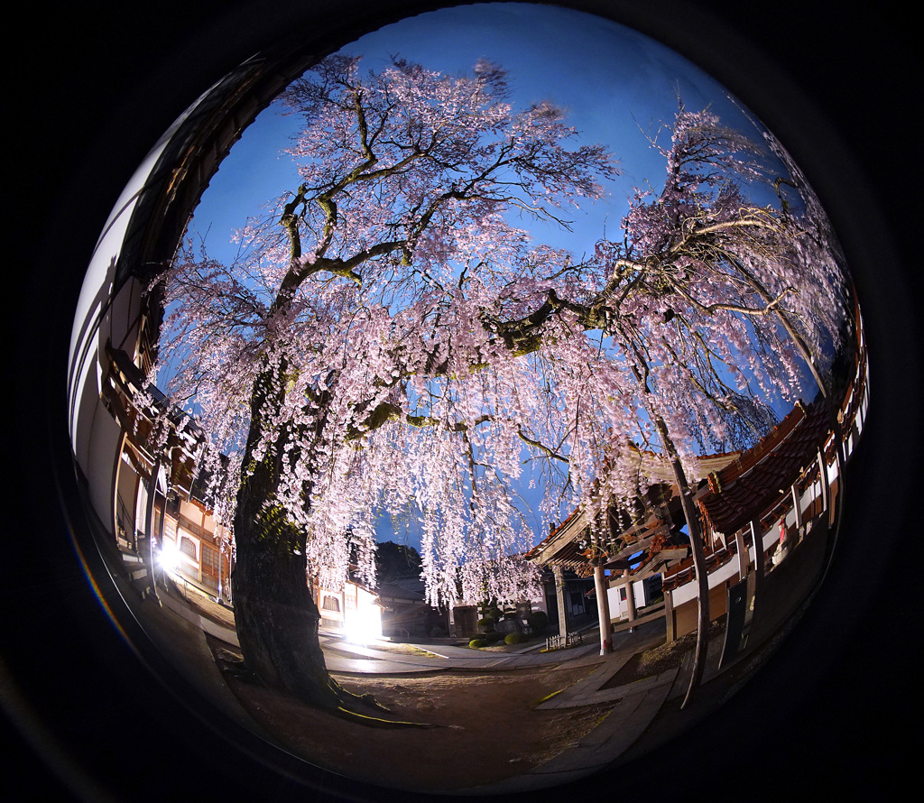 極楽寺のしだれ桜