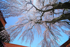 極楽寺のしだれ桜