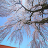 極楽寺のしだれ桜