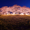 豊房の桜