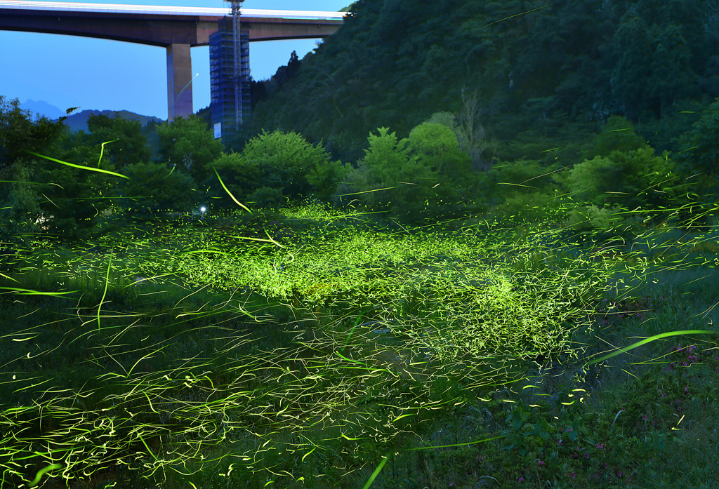 せせらぎ公園の夜