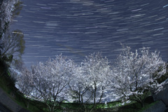 桜と巡る南天の星座